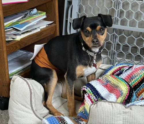 picture of the dog needing adoption