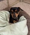 Pepper - Photo 4