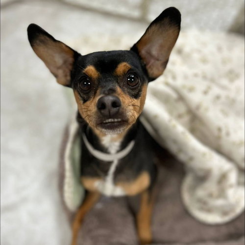 picture of the dog needing adoption