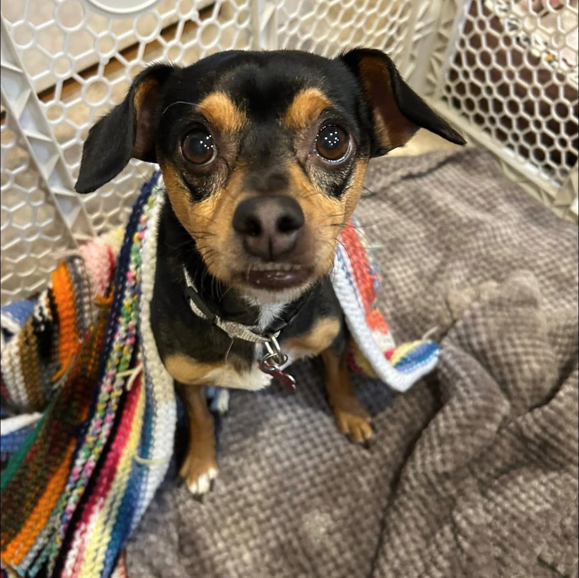 Pepper Image