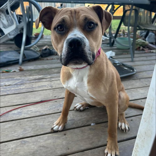 picture of the dog needing adoption
