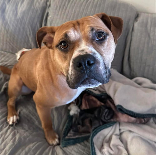 picture of the dog needing adoption