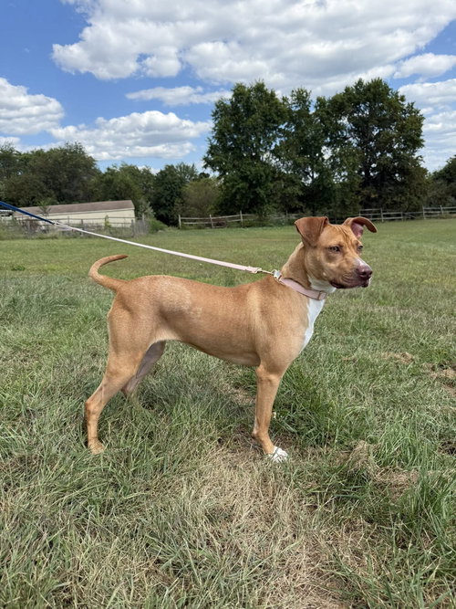picture of the dog needing adoption