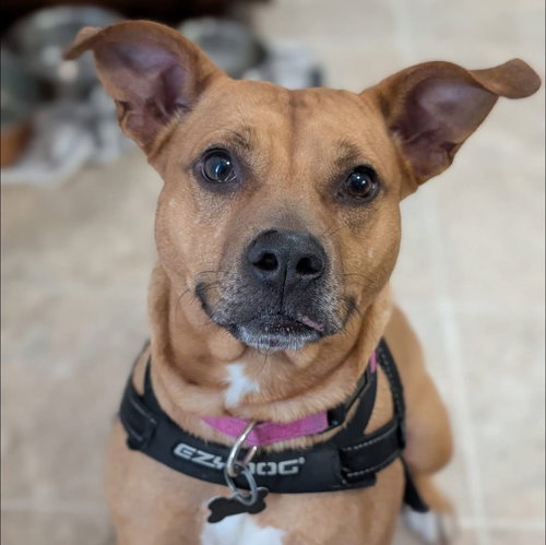 picture of the dog needing adoption