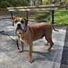 Tillman - Photo 5