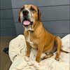 Tillman - Photo 4