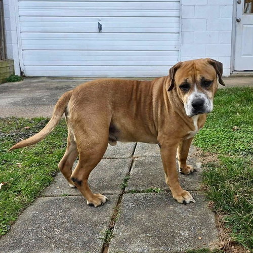 Tillman, an adoptable Boxer in New Oxford , PA