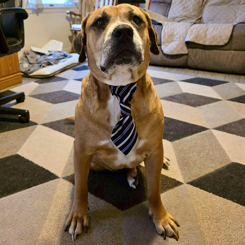 Tillman, an adoptable Boxer in New Oxford , PA
