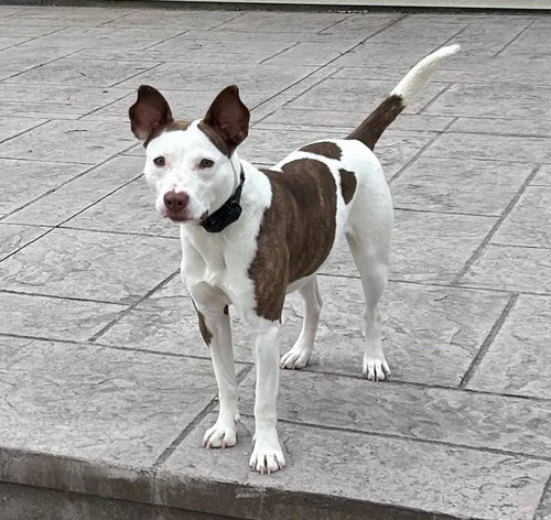 Cola, an adoptable American Staffordshire Terrier in New Oxford , PA