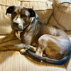 Texas Pete - Photo 4
