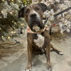 Texas Pete - Photo 3