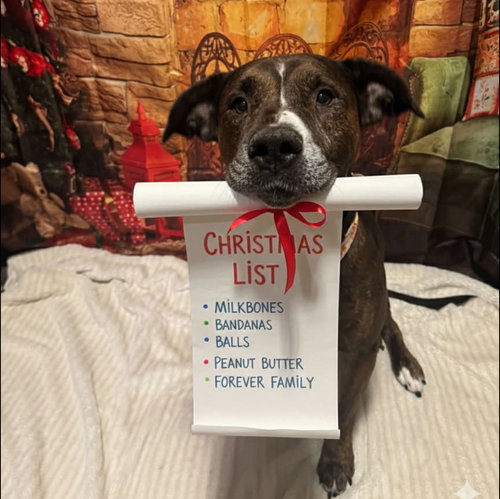 picture of the dog needing adoption