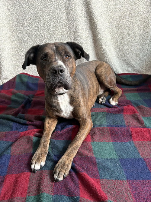 TEXAS PETE - American Bulldog available for adoption