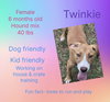 Twinkie - Photo 3