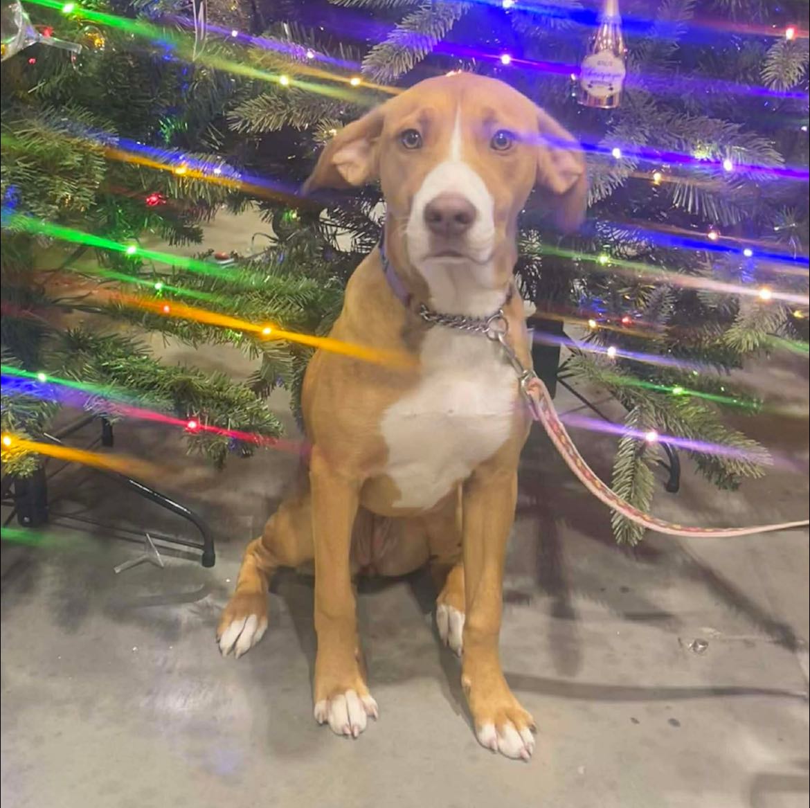 Dog Named Twinkie | TikTok, image size:1170x1167