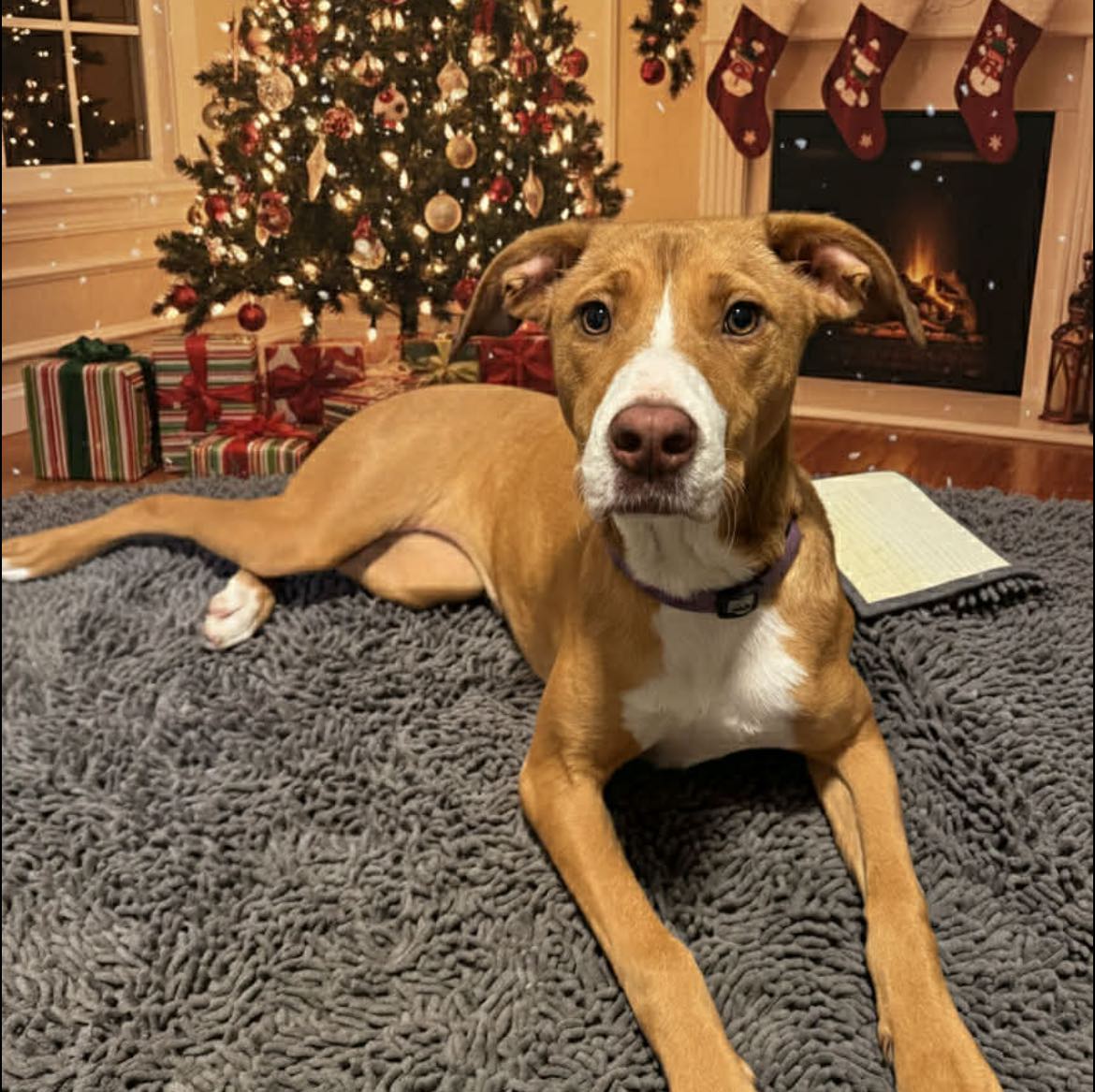 Dog for Adoption - Twinkie, a Pembroke Welsh Corgi in Thayer, MO | Alpha Paw, image size:1170x1167