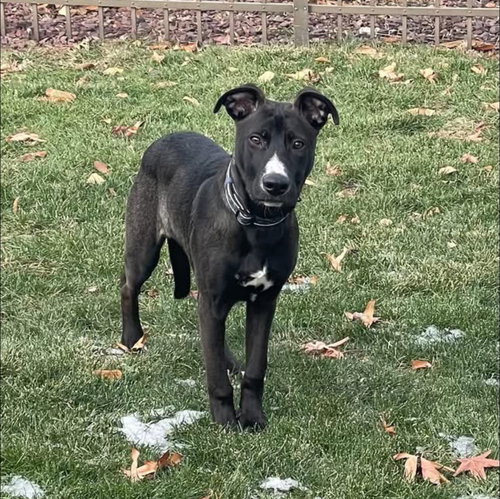 picture of the dog needing adoption