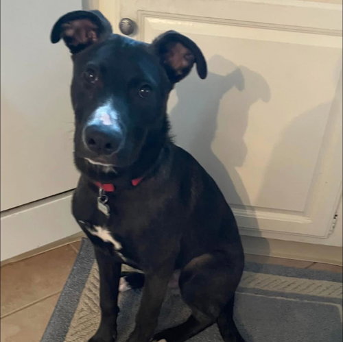 NIMBUS - German Shepherd Dog available for adoption