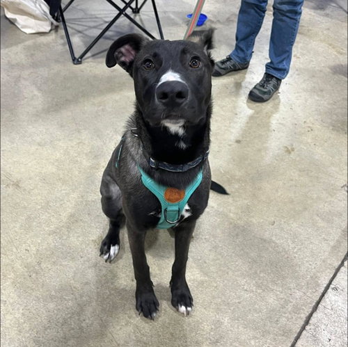 picture of the dog needing adoption