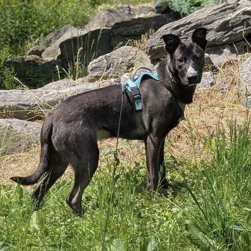 Nimbus, an adoptable German Shepherd Dog in New Oxford , PA