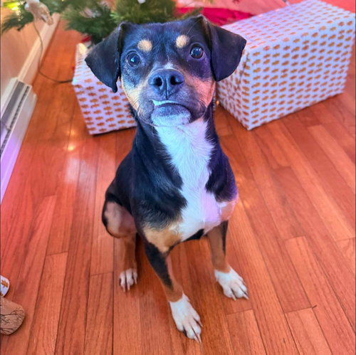 picture of the dog needing adoption