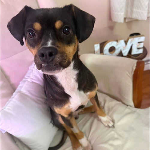 TUBO - Miniature Pinscher available for adoption