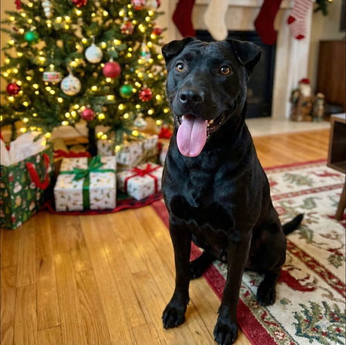 picture of the dog needing adoption