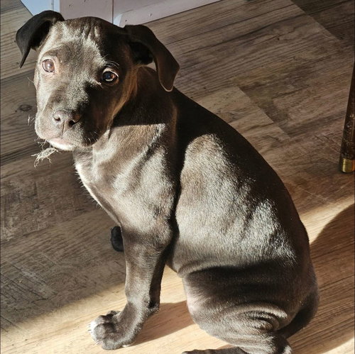 picture of the dog needing adoption