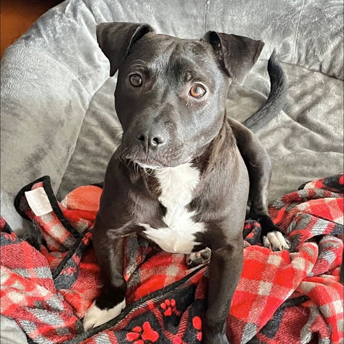 picture of the dog needing adoption