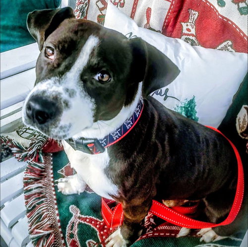 picture of the dog needing adoption