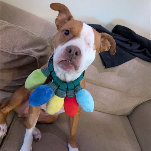 picture of the dog needing adoption