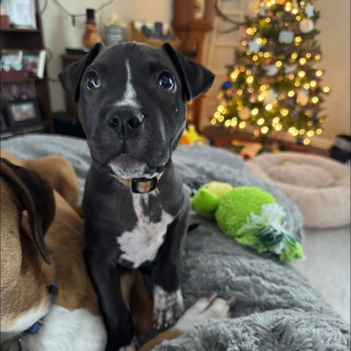 picture of the dog needing adoption