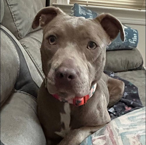 picture of the dog needing adoption