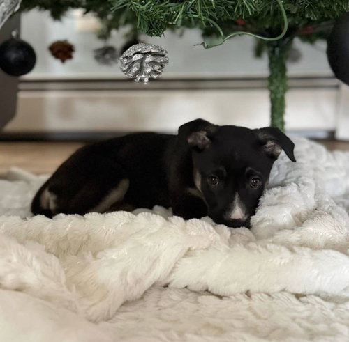 picture of the dog needing adoption