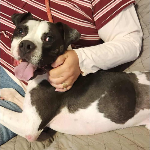picture of the dog needing adoption