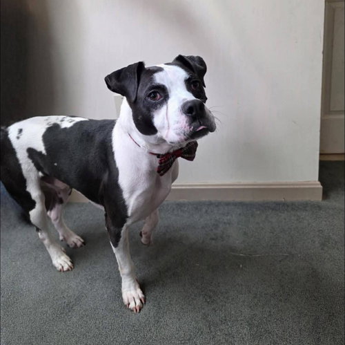 TOMLIN - American Bulldog available for adoption