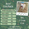 Puck - Photo 3