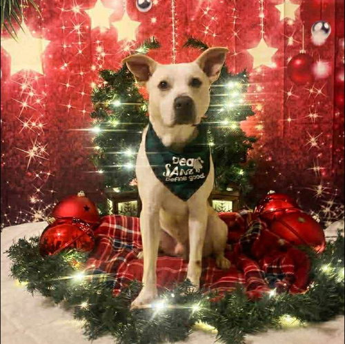 picture of the dog needing adoption