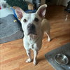 Puck - Photo 1