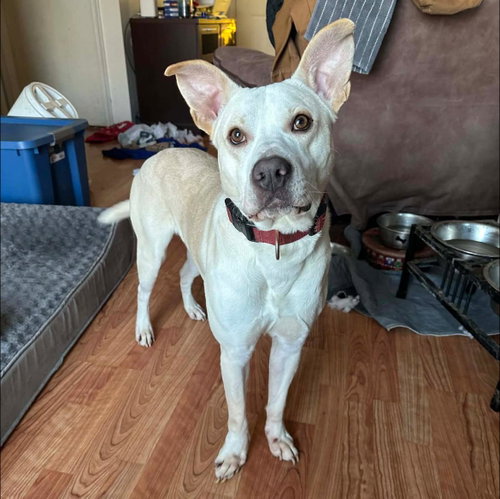 picture of the dog needing adoption