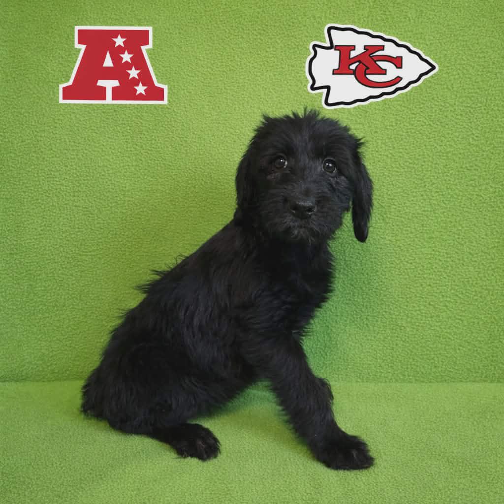 Chiefs Image