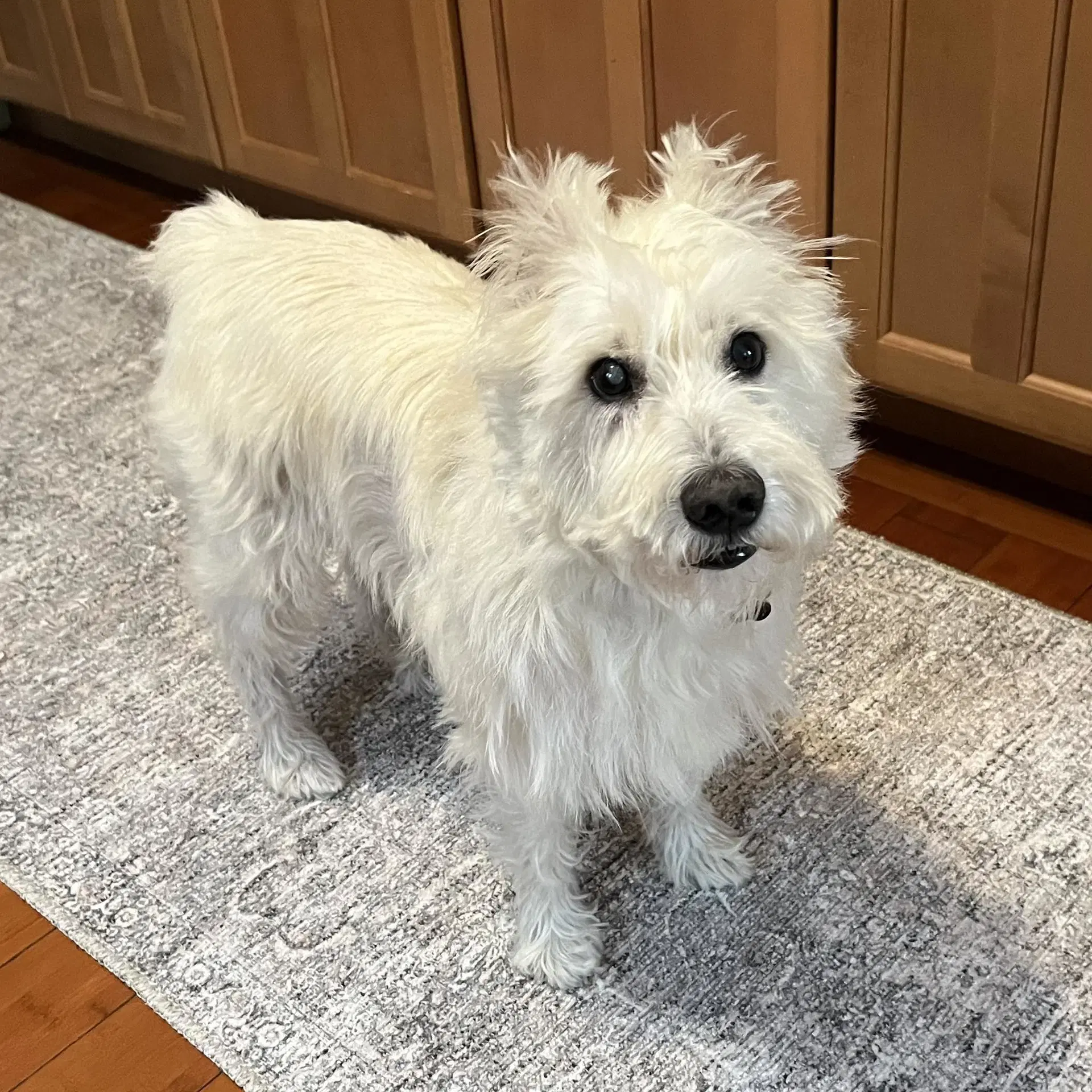 Winston image 3