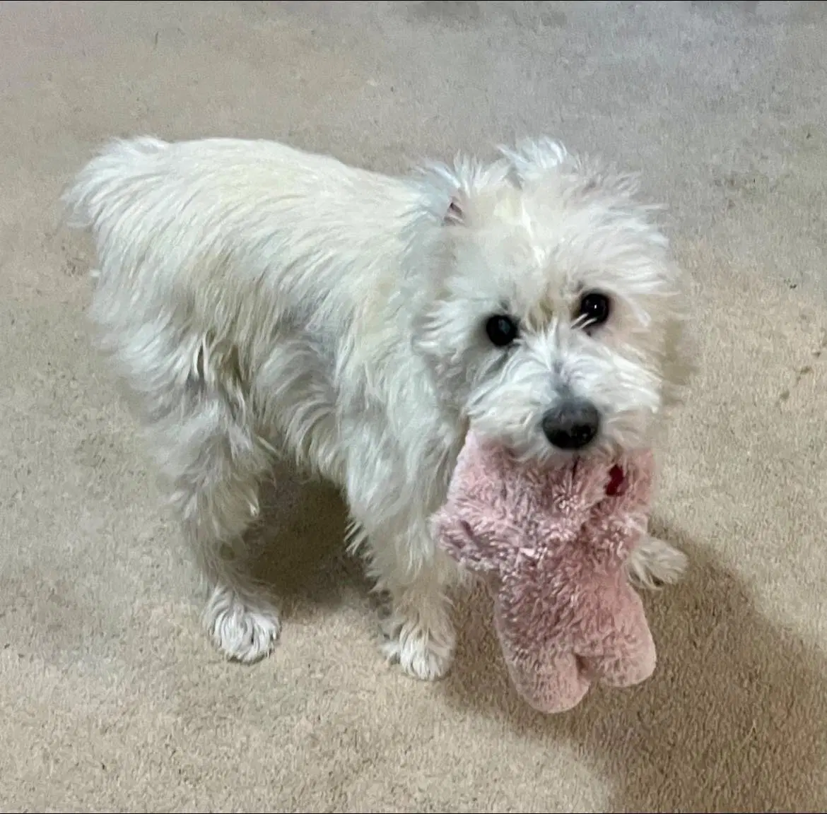 Winston image 2