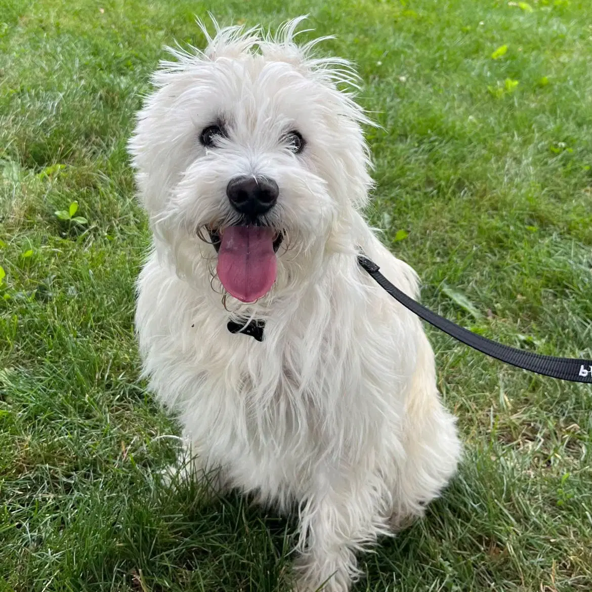 Winston - West Highland White Terrier Westie