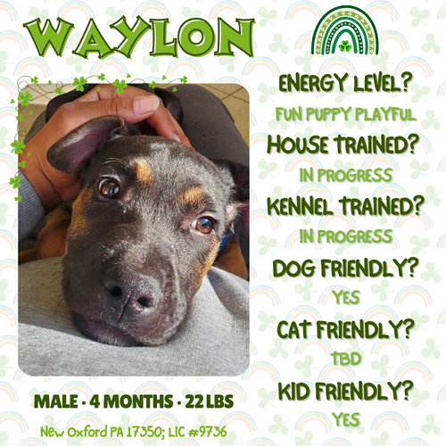 Waylon, an adoptable Doberman Pinscher in New Oxford , PA