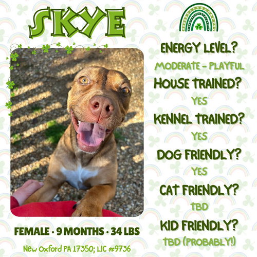 Skye, an adoptable American Staffordshire Terrier in New Oxford , PA