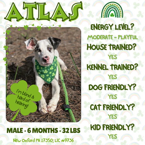 Atlas, an adoptable Australian Shepherd in New Oxford , PA