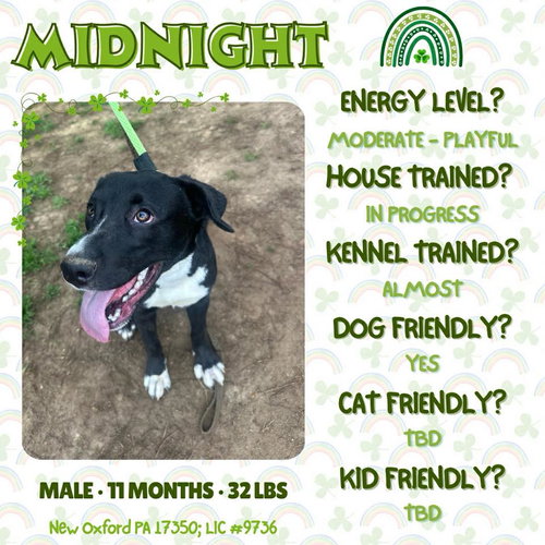 Midnight, an adoptable Labrador Retriever in New Oxford , PA