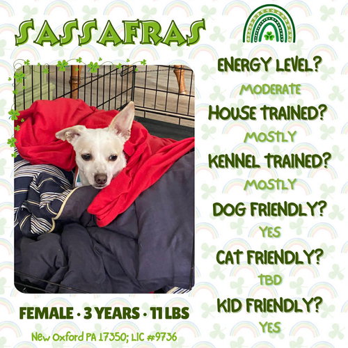 Sassafras, an adoptable Chihuahua in New Oxford , PA