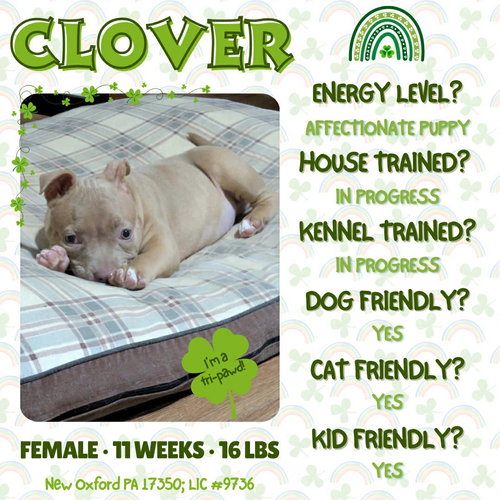Clover, an adoptable American Bulldog in New Oxford , PA
